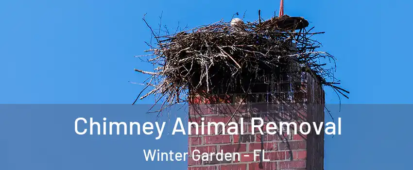  Chimney Animal Removal Winter Garden - FL