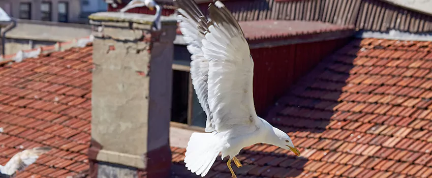 Residential Chimney Animal Removal Solution in Winter Garden, FL