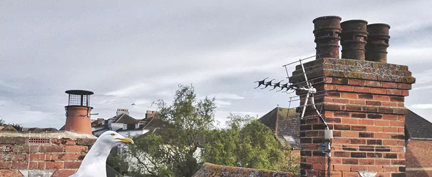 Chimney Cleaning And Restoration in Winter Garden, Florida